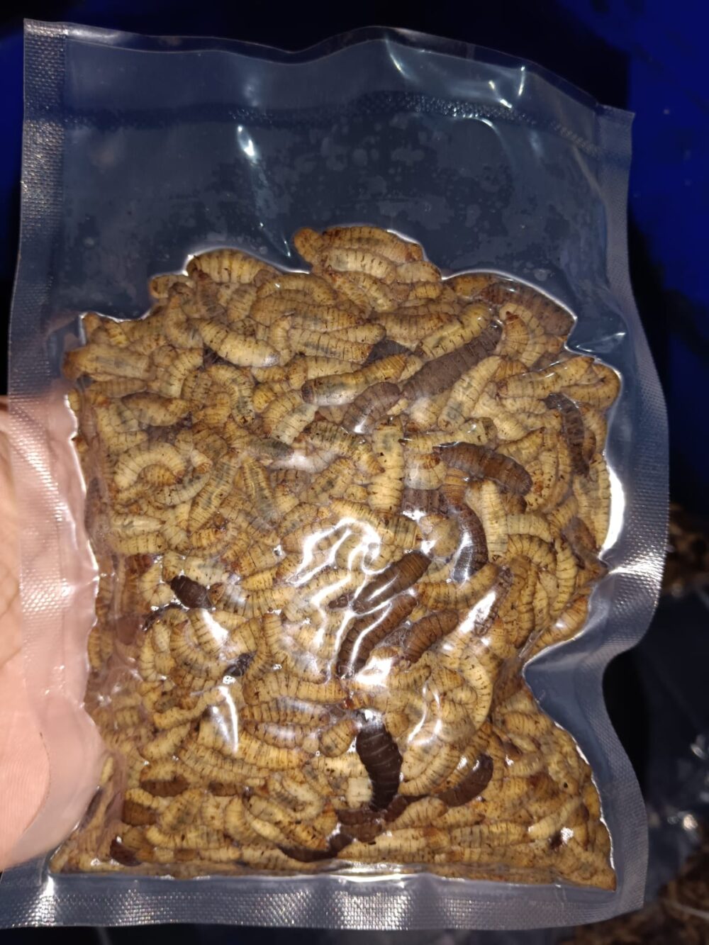 Lyophilized BSF Larvae