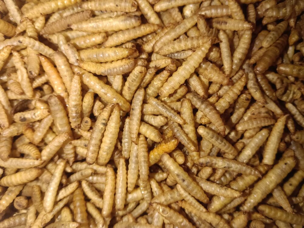 Microwave-Dried BSF Larvae