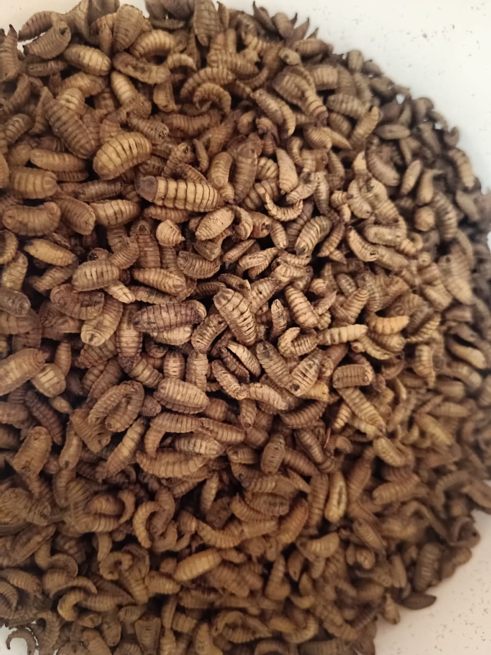 Oven-Dried BSF Larvae