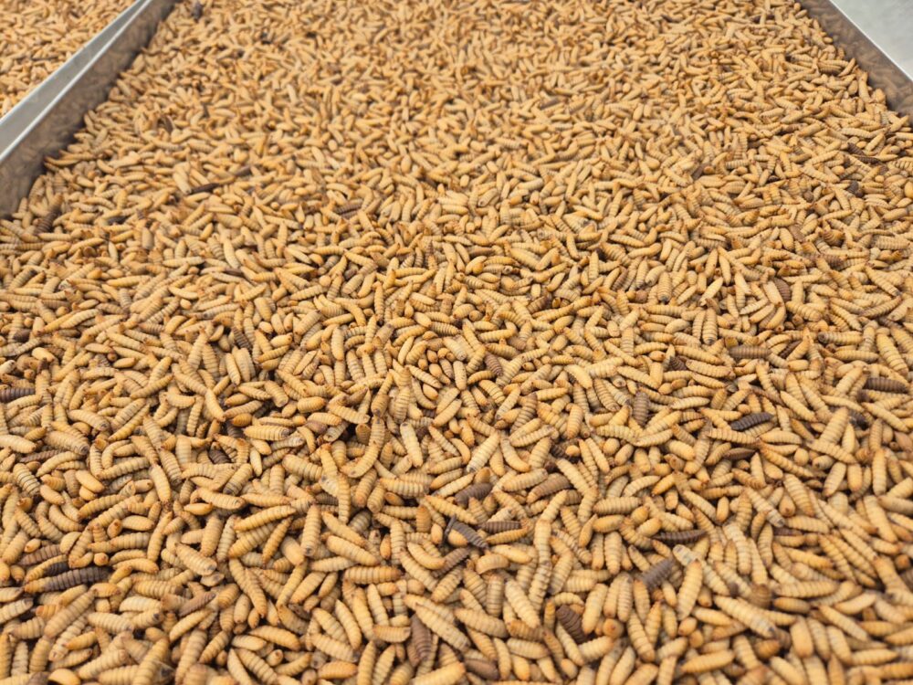 Solar Dried BSF Larvae